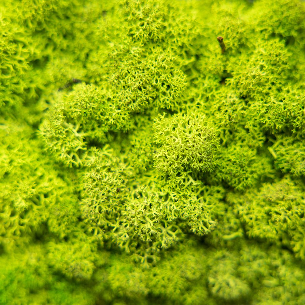 Bild 2 von 4 in Moospaneel Galerie